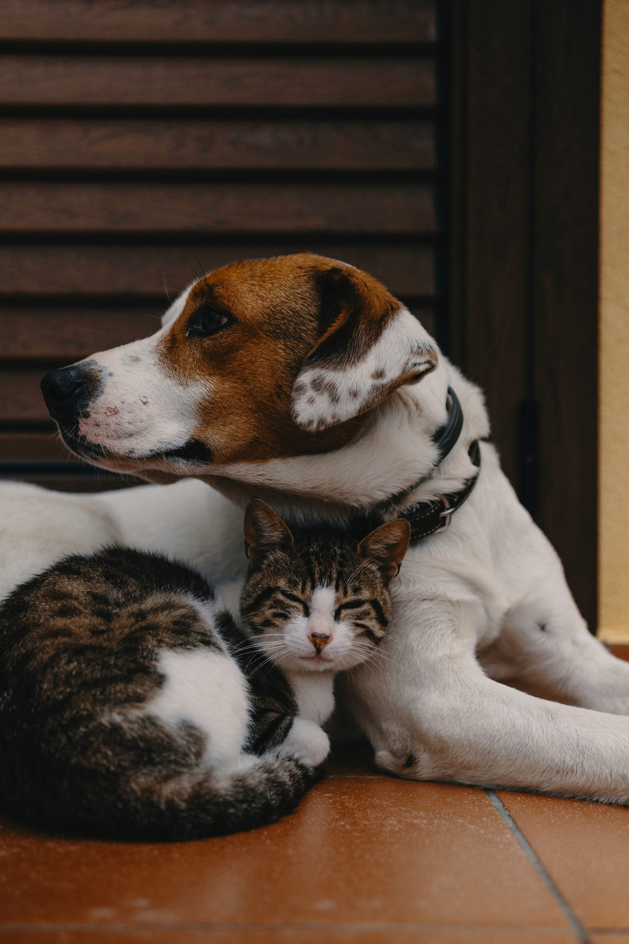 A small dog sitting beside a cat and a kitten resting together