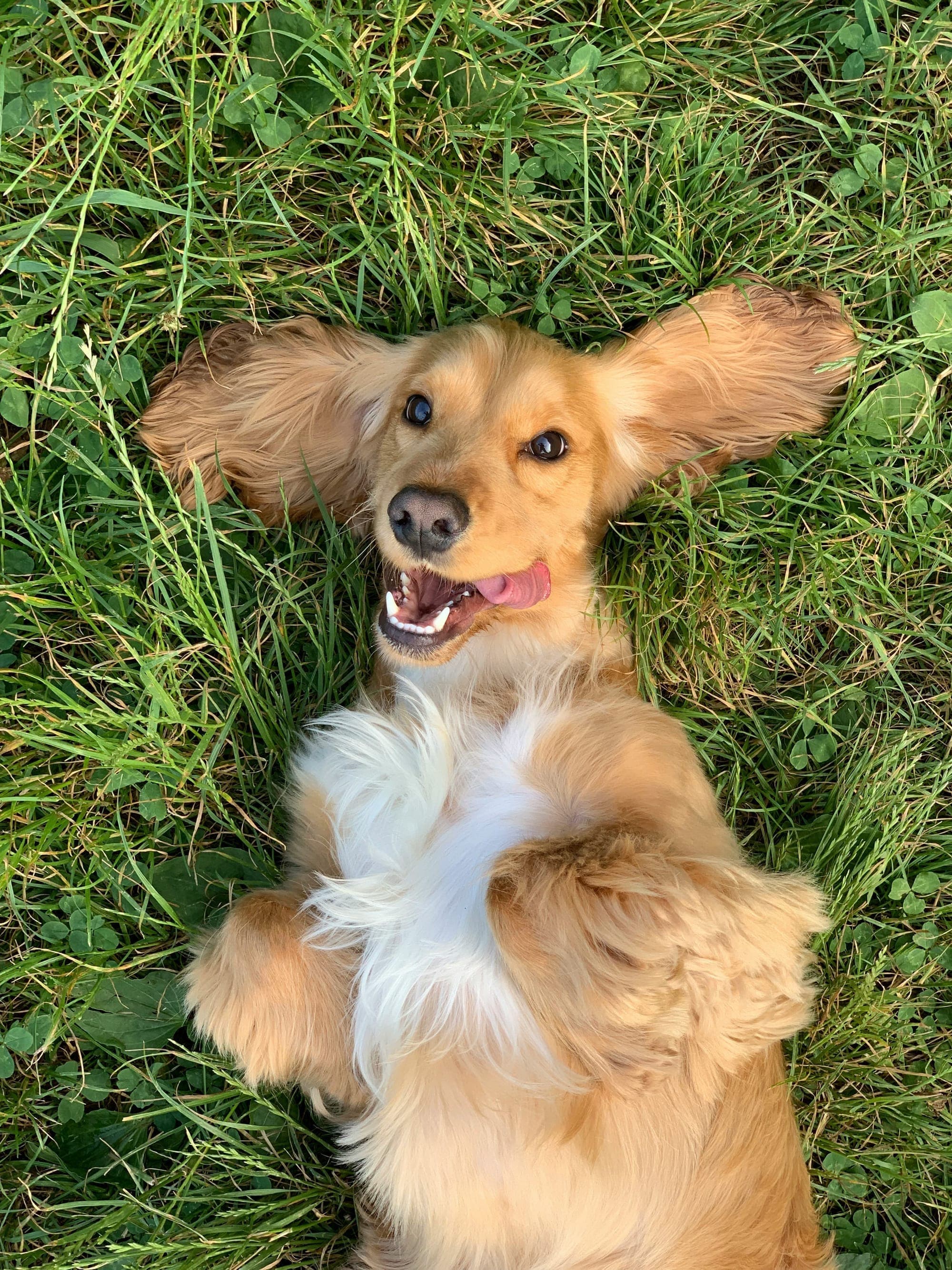 A golden puppy lying happily on its back in the grass