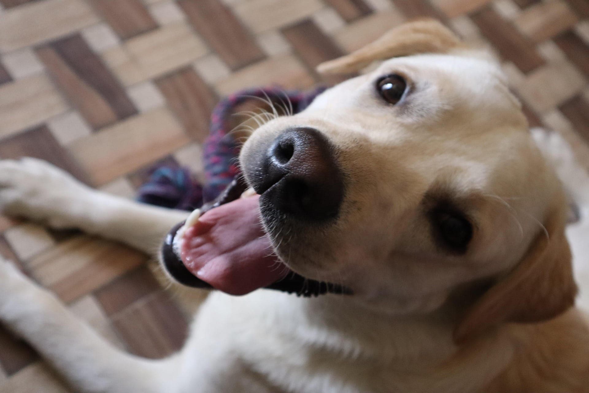 A yellow Labrador with its tongue out being gently petted