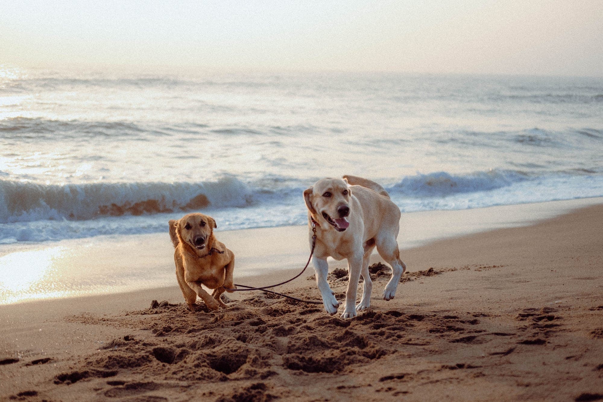 Two dogs running together across open ground